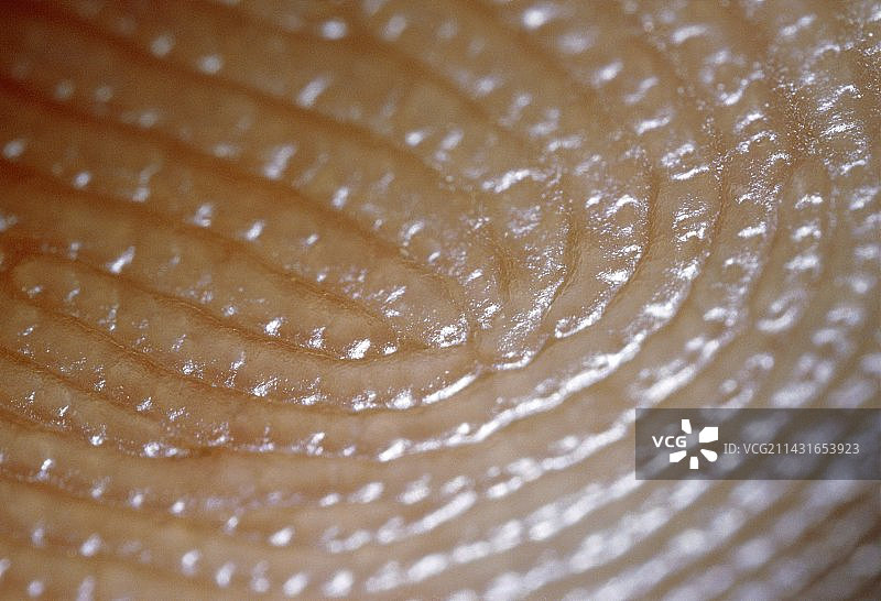 显示指纹的食指微距照片图片素材