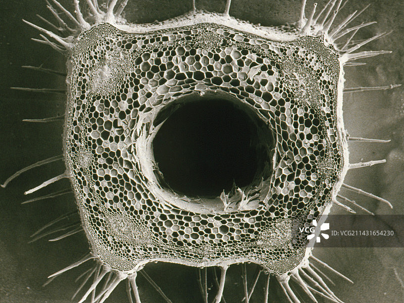 白色荨麻的切割茎图片素材