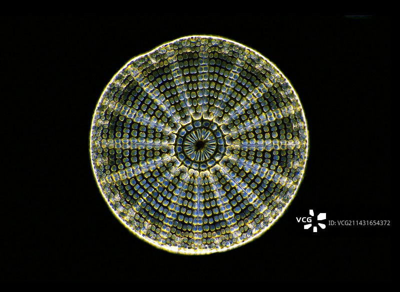 硅藻化石，光学显微照片图片素材