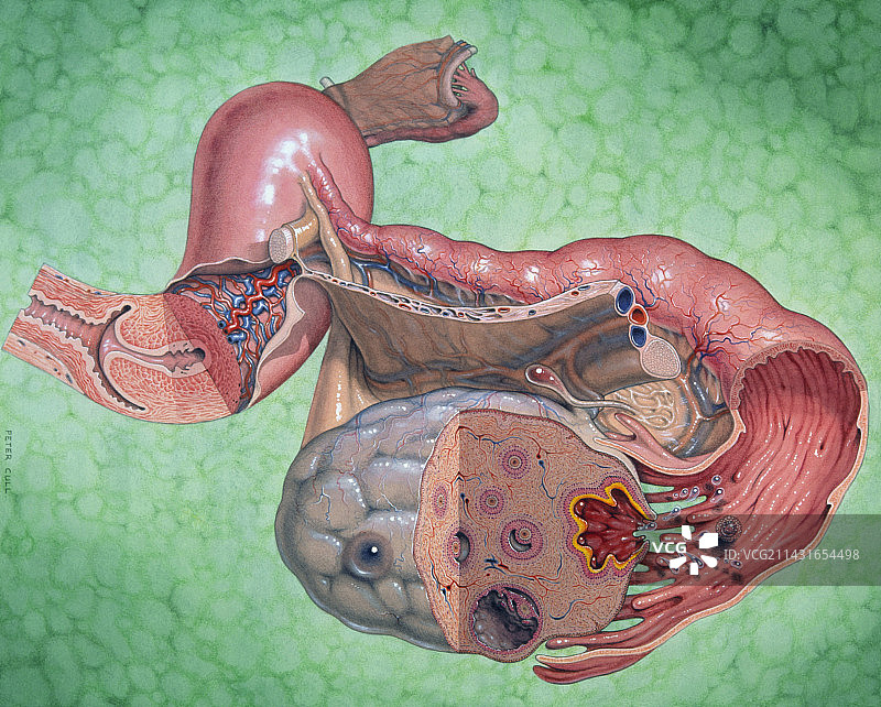 人体生殖系统与排卵插画图片素材