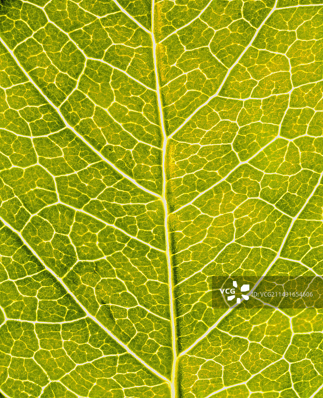 弗吉尼亚爬山虎叶图片素材