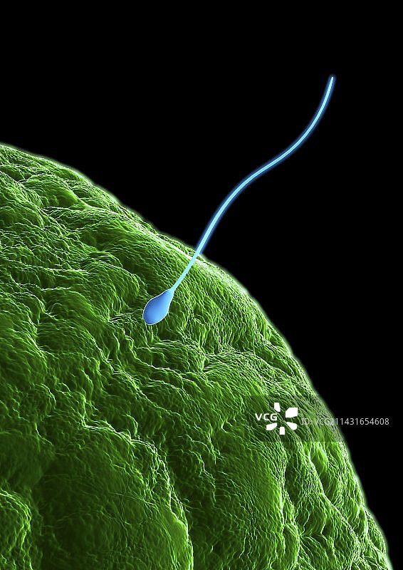 受精过程（艺术作品）图片素材