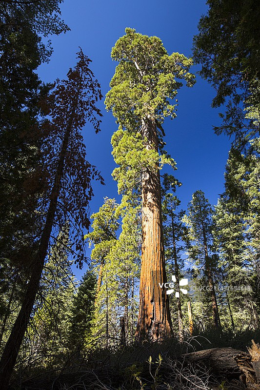 巨型红杉或红杉图片素材