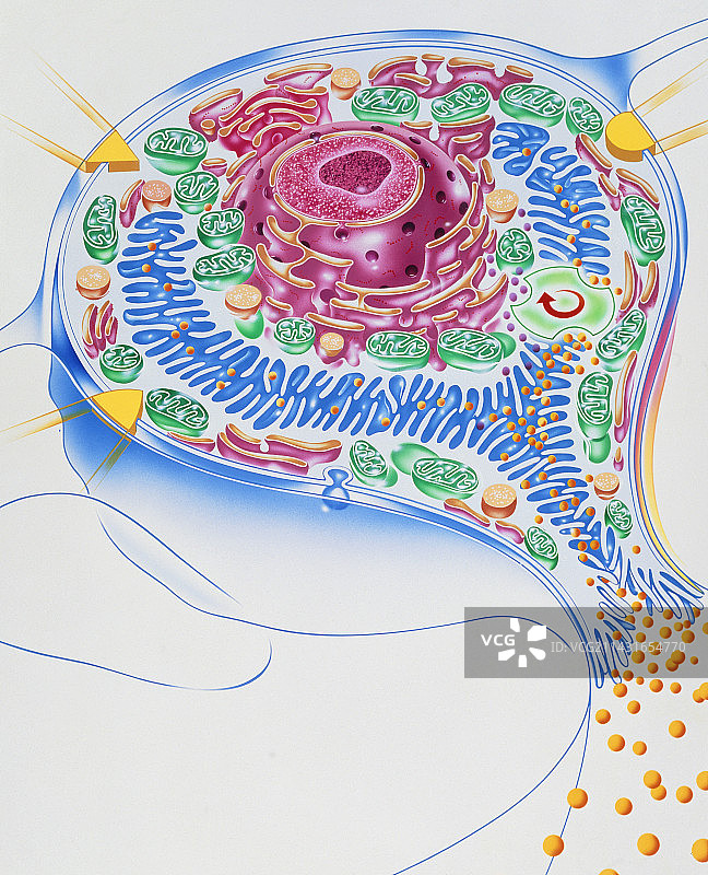 胃细胞和治疗溃疡药物艺术作品图片素材