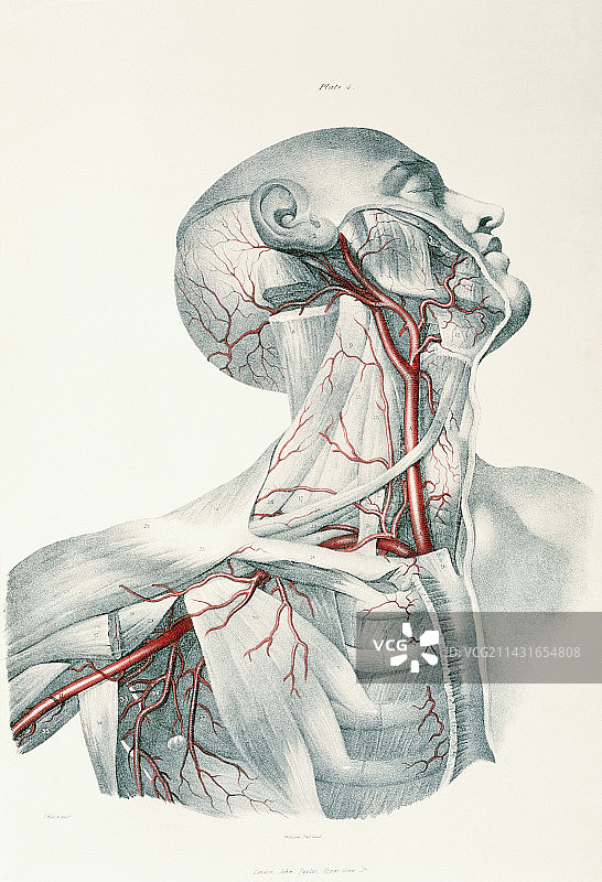 颈动脉图片素材