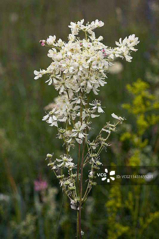 委陵菜图片素材