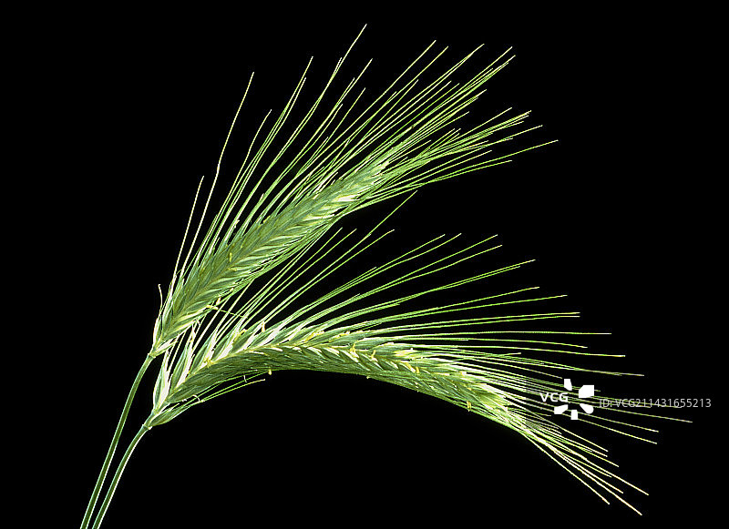 大麦穗图片素材