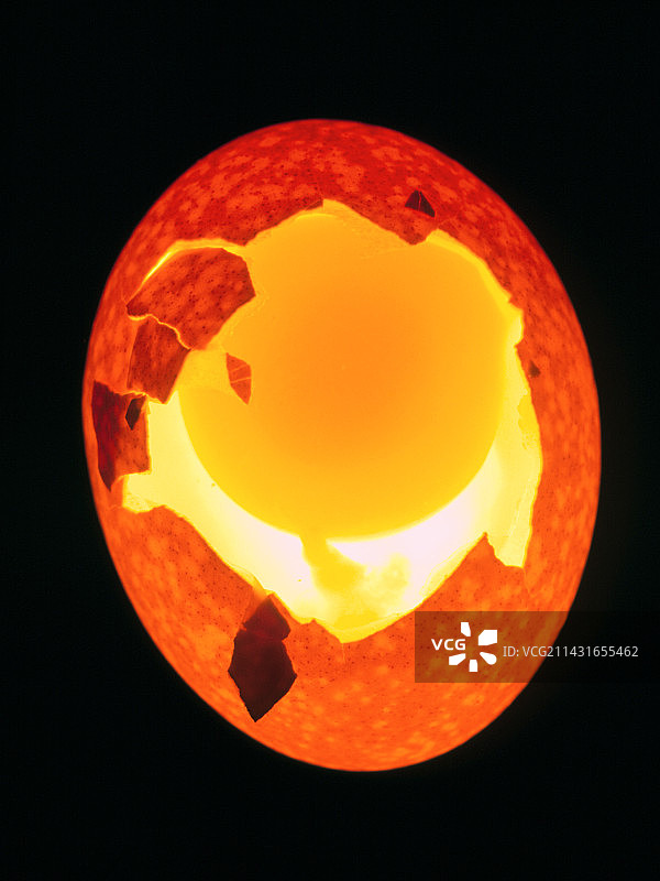 鸡蛋内部结构图图片素材