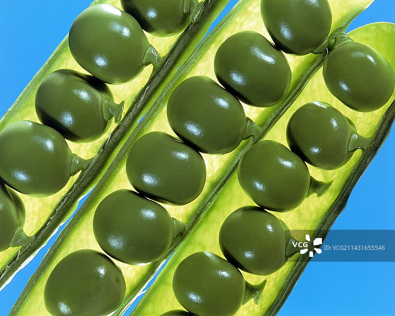 豌豆图片素材