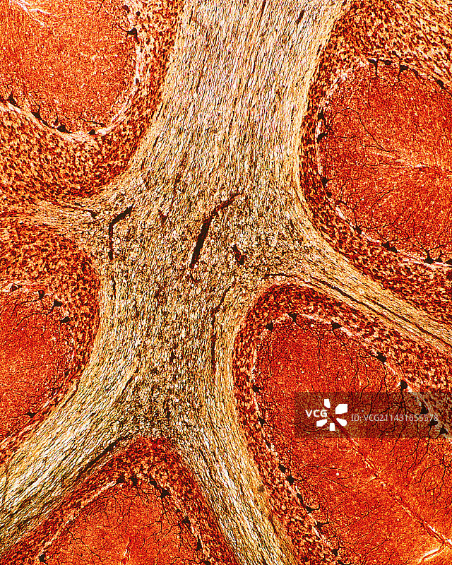 小脑皮质和髓质的光学显微镜图图片素材