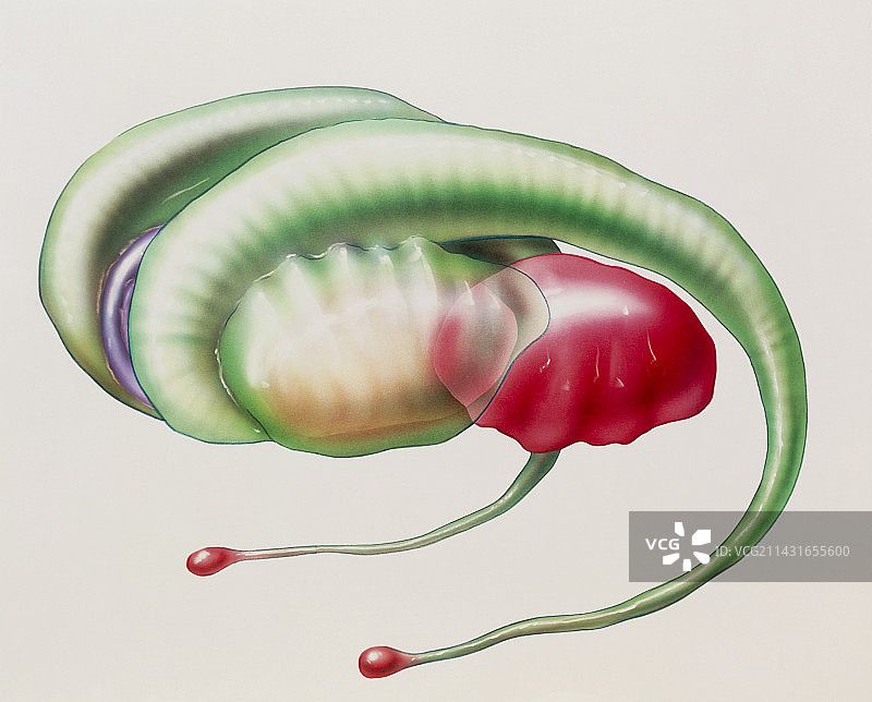 大脑边缘系统插画图片素材