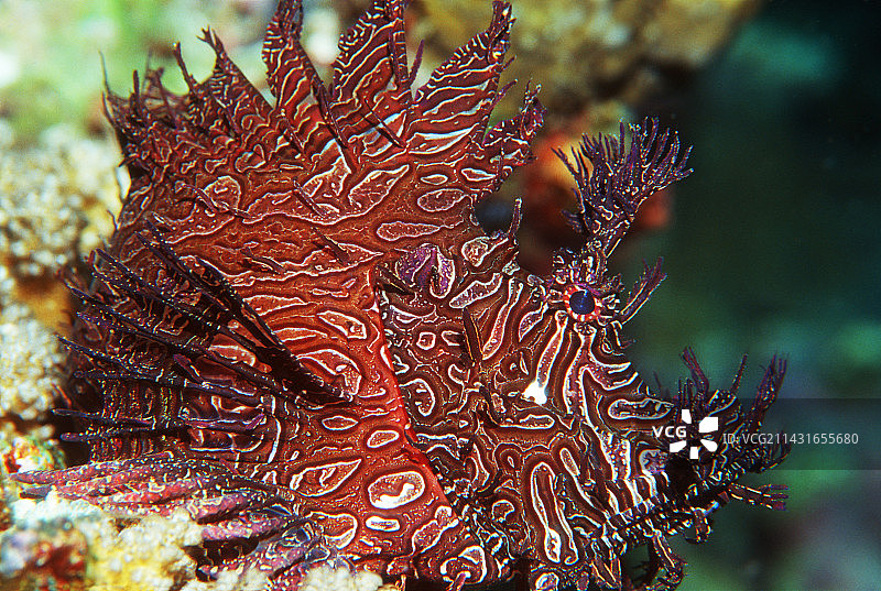 梅莱蝎子鱼图片素材