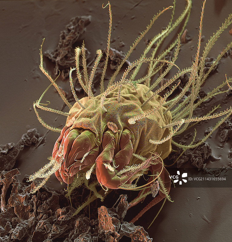 螨虫扫描电镜图图片素材