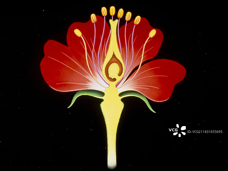 花朵结构图图片素材