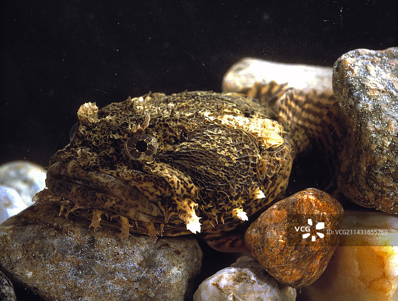 蟾蜍鱼图片素材