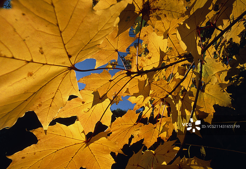 悬铃木的秋叶图片素材