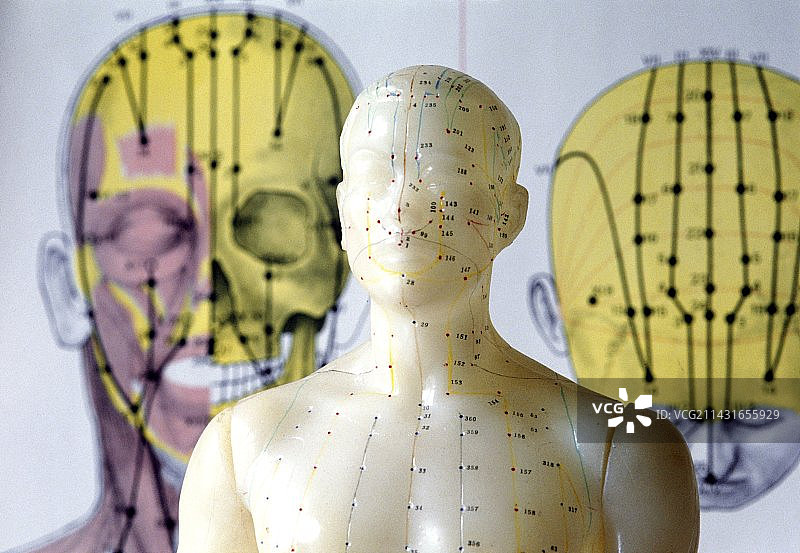 显示经络的针灸模型图片素材