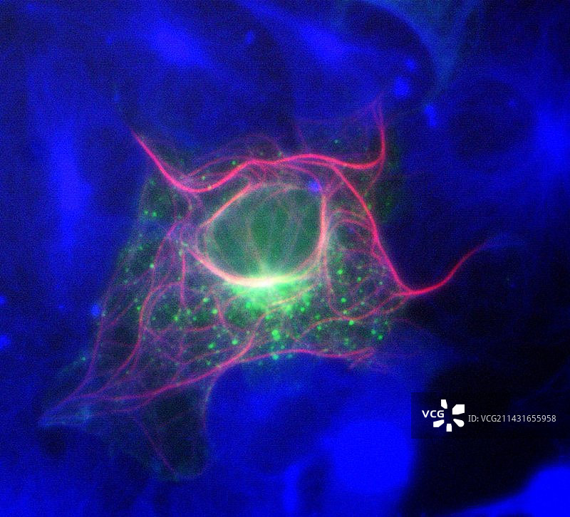 细胞结构荧光显微照片图片素材