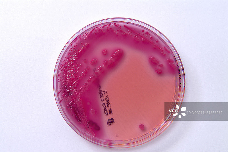 大肠杆菌细菌培养图片素材