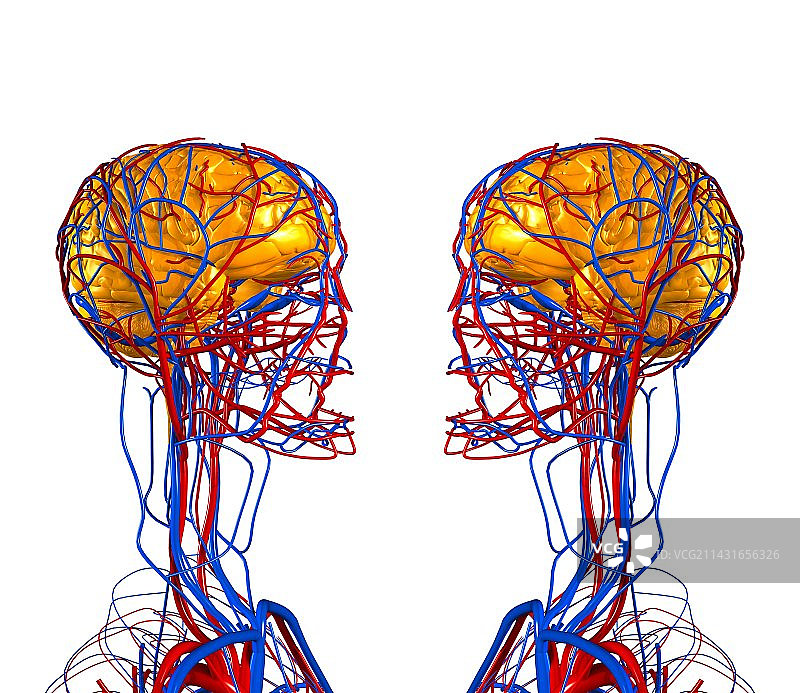 循环系统与大脑艺术图图片素材