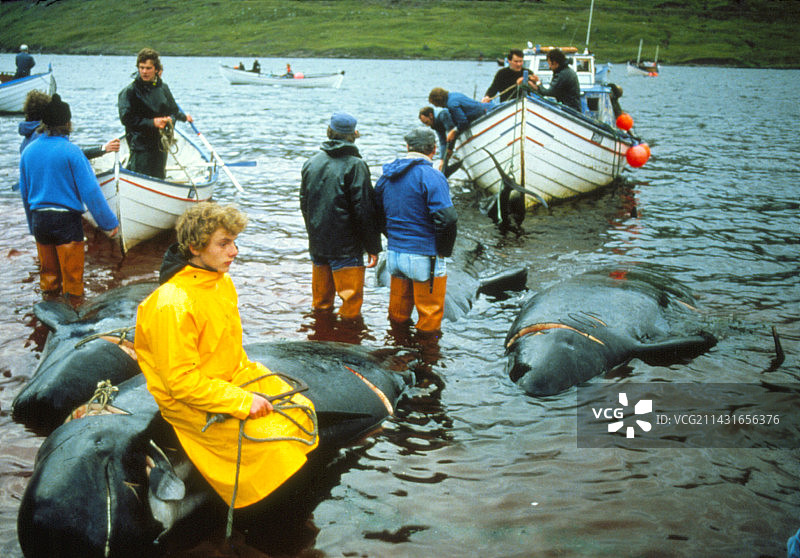 法罗群岛的捕鲸活动图片素材