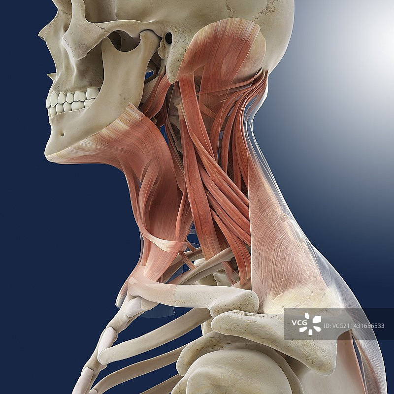 颈部肌肉艺术图图片素材