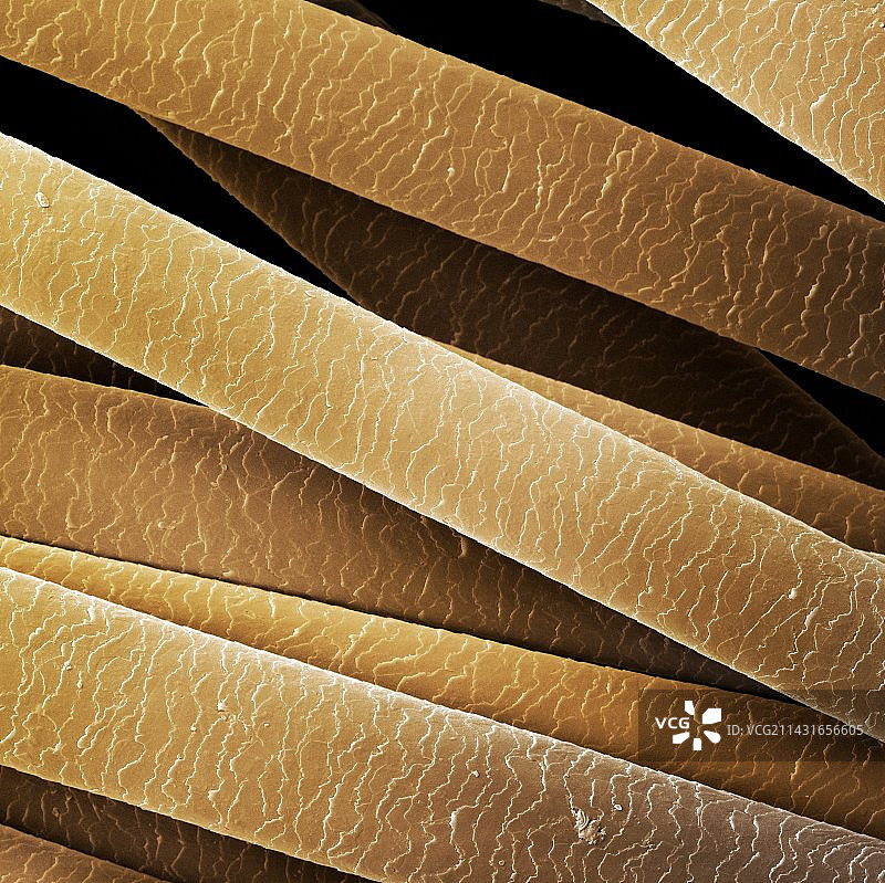 人类头发扫描电镜图图片素材