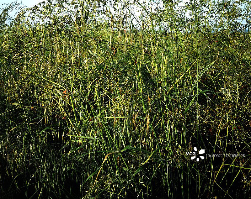 灌木丛中的草丛合集图片素材
