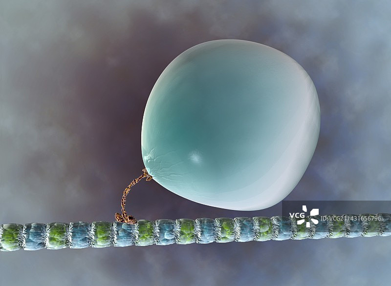 细胞内运输艺术作品图片素材