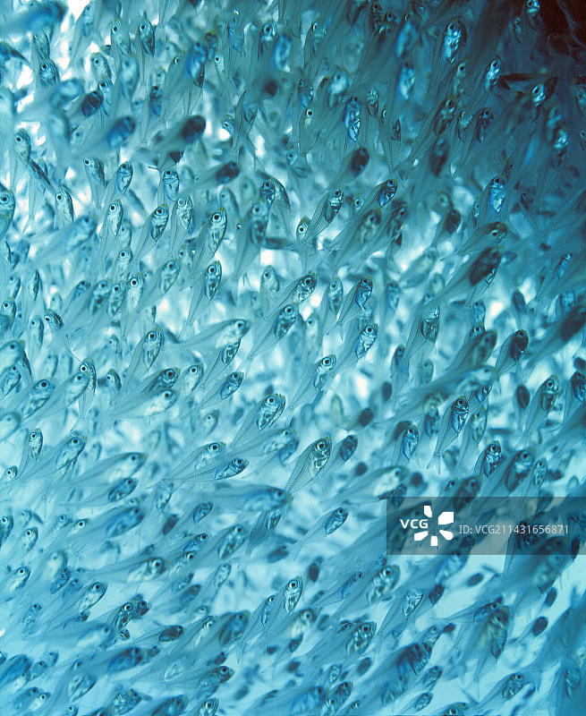 须鲷鱼群图片素材