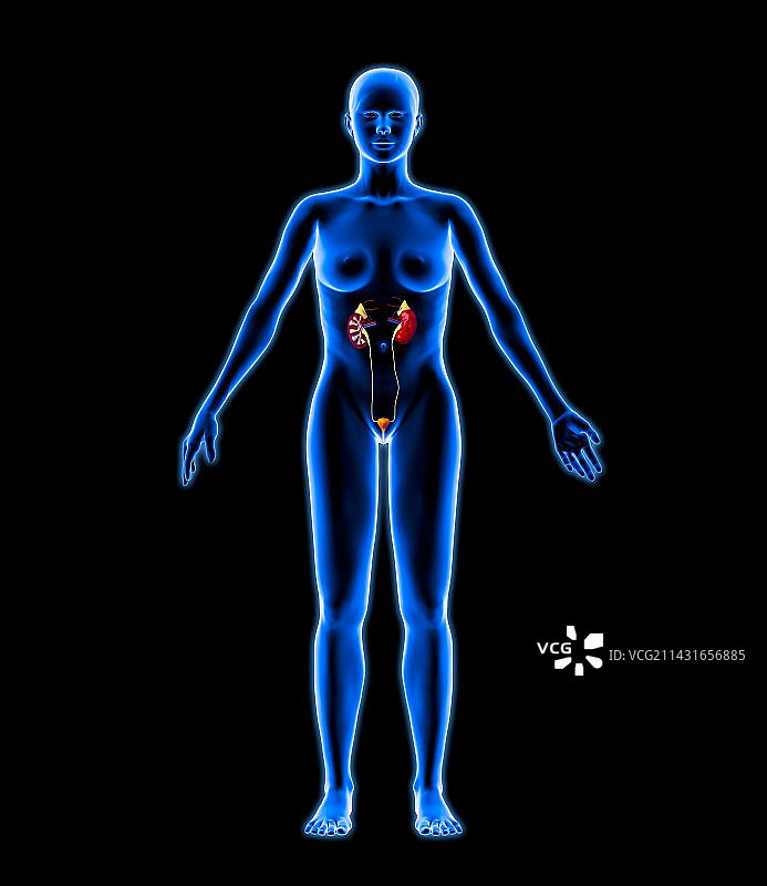 女性泌尿系统图图片素材