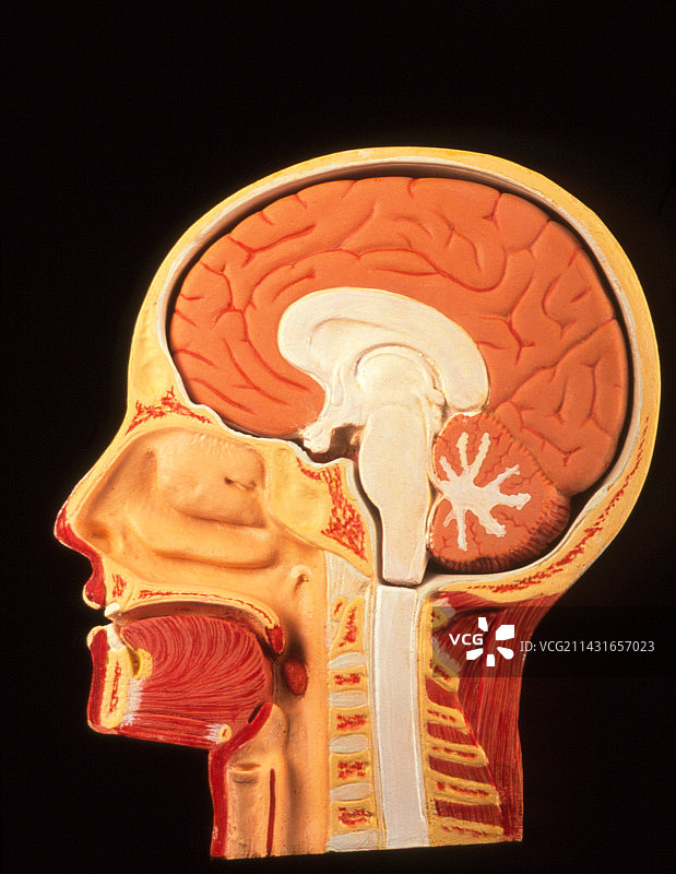 健康人脑截面模型图片素材