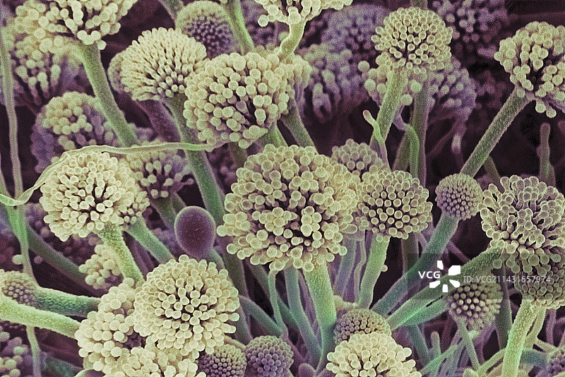 曲霉菌图片素材