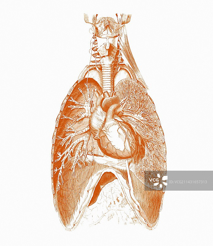 心脏和肺图片素材