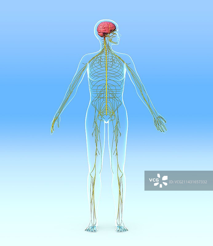 神经系统，艺术品图片素材