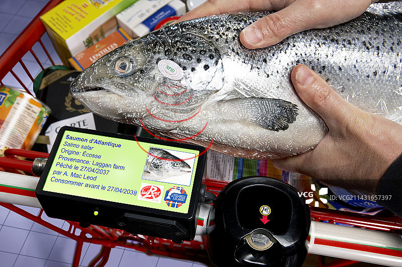 鲑鱼身上的无线电识别标签概念图图片素材
