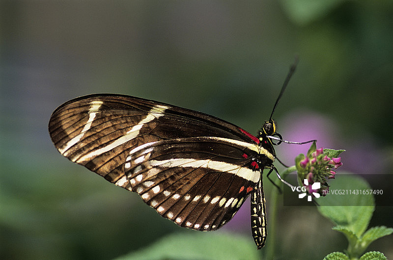 长翅凤蝶图片素材