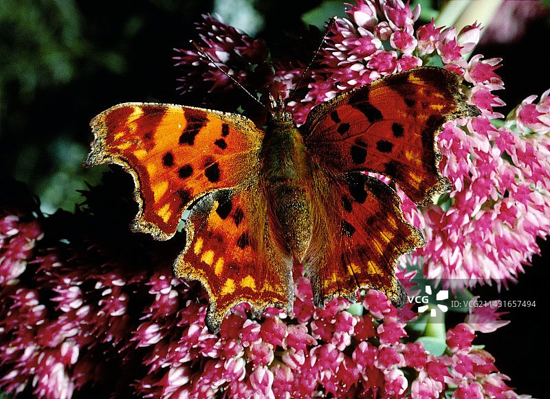 花朵上的蛱蝶图片素材