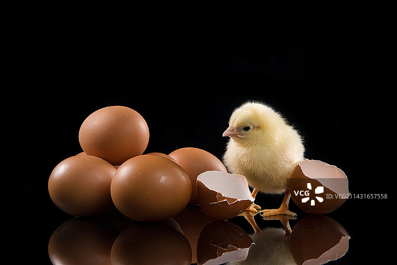 黑色背景上破壳的小鸡图片素材