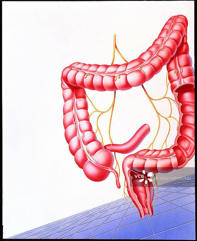 大肠插画图片素材