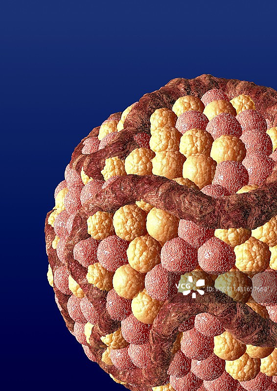 胆固醇艺术作品图片素材