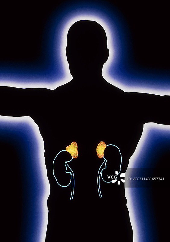 显示肾脏和肾上腺的人体 figures 艺术作品图片素材