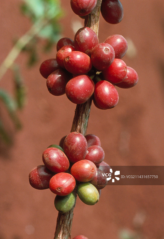 咖啡植物枝条及果实图片素材