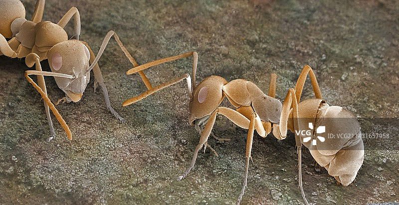 蚂蚁交流，扫描电子显微镜图片素材