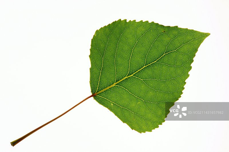 颤杨叶图片素材