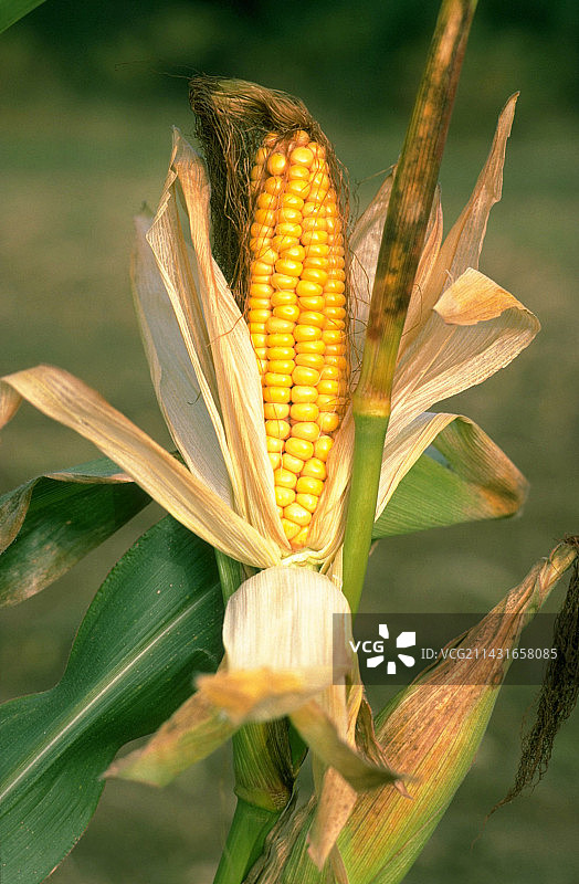 玉米图片素材