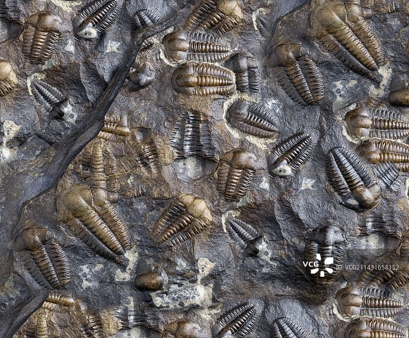 霍夫椭圆头三叶虫化石图片素材