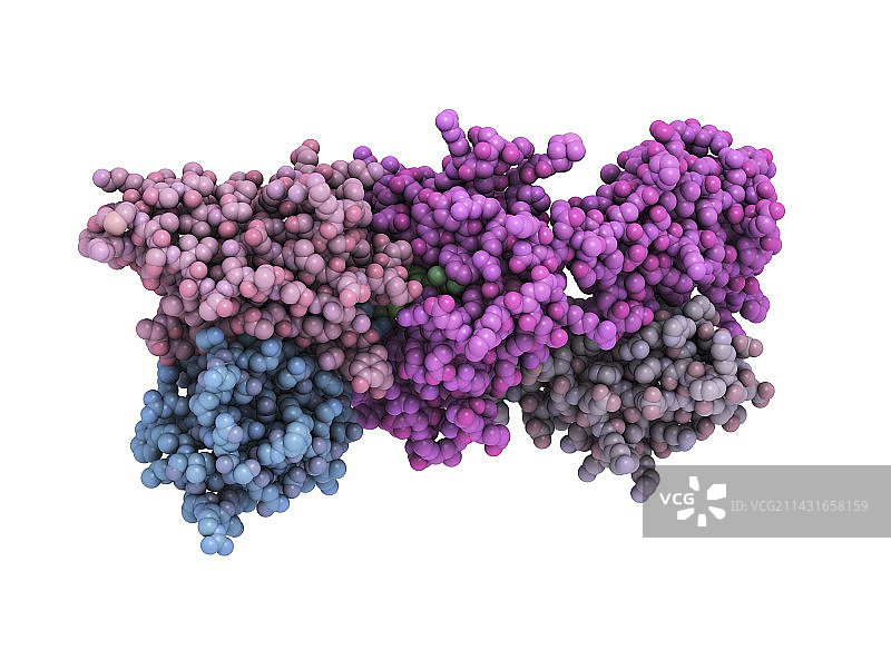 T细胞受体-MHC复合物图片素材