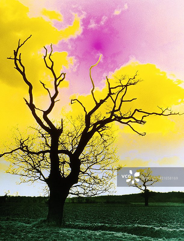 橡树的假彩色照片图片素材