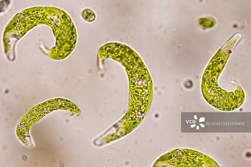 眼虫鞭毛原生动物图片素材